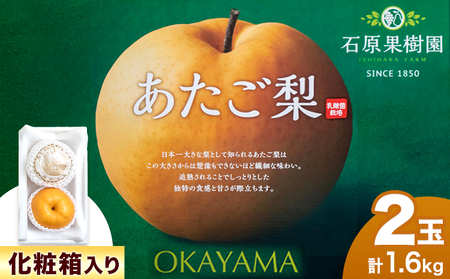 あたご梨 約800g x 2玉 約1.6kg 化粧箱 石原果樹園 [2024年11月下旬-12月下旬頃より発送予定]|梨