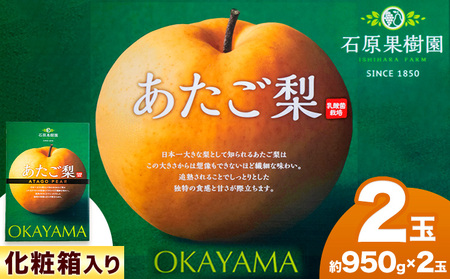 【2026年先行予約】あたご 梨 約950g×２玉 化粧箱 石原果樹園 《2026年11月中旬-12月下旬頃より発送予定》岡山県 浅口市 フルーツ 果物 ギフト 贈り物 国産 岡山県産 送料無料