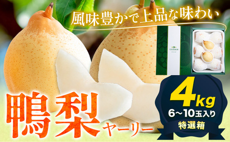 [2024年先行予約]梨 なし 鴨梨 ヤーリー 梨 特選箱 約4kg (6〜10玉入り) 石原果樹園 [2024年11月下旬-12月中旬頃より発送予定]岡山県 浅口市 果物 フルーツ お取り寄せ お取り寄せフルーツ 送料無料|梨