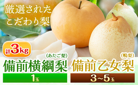 【先行予約】梨 なし 横綱梨 計3kg 備前備前横綱梨 1玉(1～1.5kg/玉) 備前乙女梨 3～5玉 石原果樹園 フルーツ 果物 新鮮《11月中旬-12月下旬頃より発送予定》岡山県 浅口市 果物 フルーツ 梨 詰め合わせ あたご梨 鴨梨