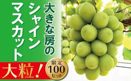 [贈答用] 岡山のあまーいシャインマスカット 1房(大房)