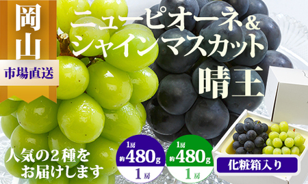 [令和7年発送・先行予約]岡山県産 詰合/ニューピオーネ(480g以上)1房・シャインマスカット晴王(480g以上)1房 化粧箱入り