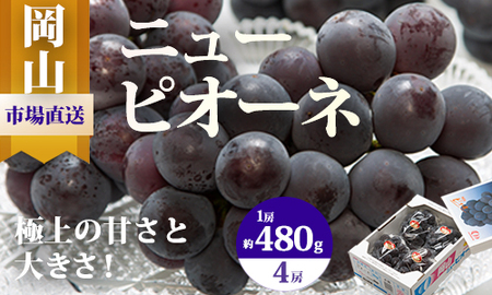 pp-59　【令和8年発送・先行予約】岡山県産　ニューピオーネ（1房480g以上・約2kg）4房