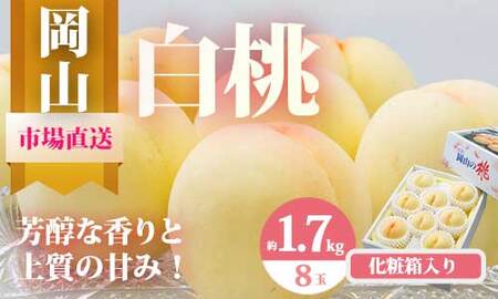 [令和7年発送・先行予約]岡山県産 白桃8玉(合計1.7kg以上) 化粧箱入り