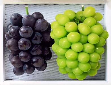 環-13[先行予約]岡山県産 秋の種無しぶどう詰め合わせ(約1.2kg)