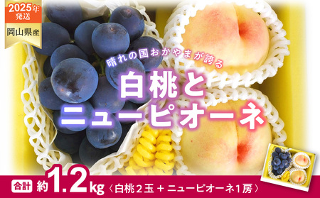 白桃 ニューピオーネ 約1.2kg 桃2玉 ぶどう1房 岡山県産 御中元 ギフト 御礼 プレゼント 御礼 御祝 御供 果物 くだもの フルーツ