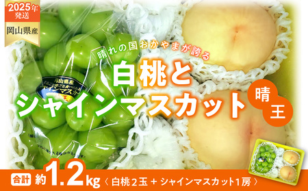 白桃 シャインマスカット 晴王 約1.2kg 桃2玉 ぶどう1房 岡山県産 御中元 ギフト 御礼 プレゼント 御礼 御祝 御供 果物 くだもの フルーツ