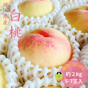 土-16　白桃 特秀 ロイヤル 大玉 約2kg 5-7玉 岡山県産 桃 もも 御中元 ギフト 御礼 プレゼント 御礼 御祝 御供 果物 くだもの フルーツ