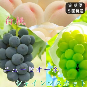 土-21 白桃 ニューピオーネ シャインマスカット 晴王 定期便 5回発送 白桃3回 ぶどう2回 岡山県産 御中元 ギフト 御礼 プレゼント 御礼 御祝 御供 果物 くだもの フルーツ
