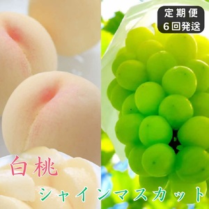 土-22 白桃 シャインマスカット 晴王 定期便 6回発送 白桃3回 ぶどう3回 岡山県産 御中元 ギフト 御礼 プレゼント 御礼 御祝 御供 果物 くだもの フルーツ