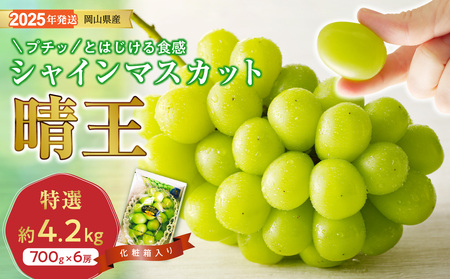Te-5@VC}XJbg  I [ 700g  6[ ϔ RY Ԃǂ Mtg  v[g  j 䋟 ʕ  t[c