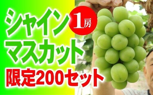シャインマスカット [2026年発送] 1房 大粒 秀品 岡山県産 ハウス栽培 産地直送