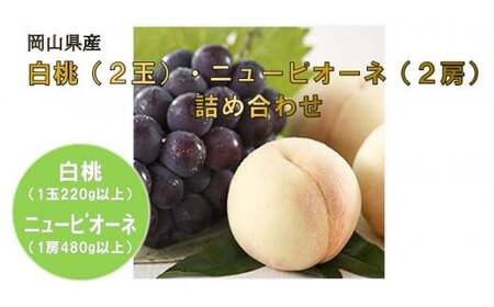 岡山県産フルーツ詰合せ/白桃2玉(1玉220g以上)・ニューピオーネ2房(1房480g以上)(WFH)