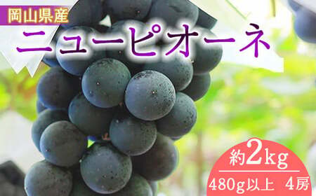 岡山県産 ニューピオーネ（１房４８０ｇ以上・約２kg）４房入り（ハックルベリーフィン）