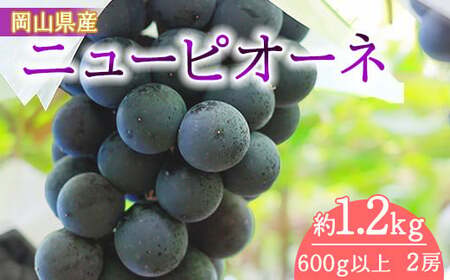 岡山県産　ニューピオーネ（１房６００ｇ以上）２房入り（ハックルベリーフィン）