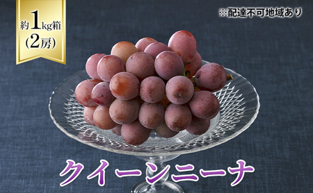 ぶどう 2024年 先行予約 クイーンニーナ 1kg箱(2房) 葡萄 ブドウ 岡山県産 フルーツ 果物