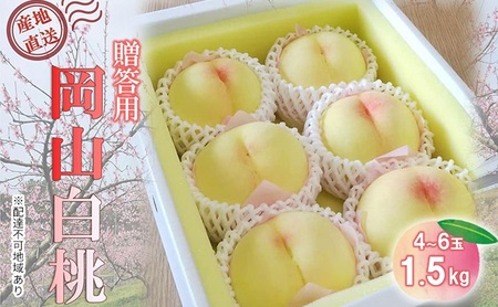 [桃 2026年 先行予約]贈答用 岡山白桃 約1.5kg(4〜6玉) もも モモ 岡山県 国産 フルーツ 果物