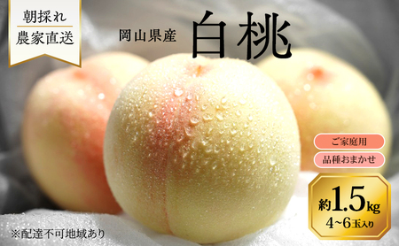 桃 2026年 先行予約 岡山県産 白桃 品種おまかせ ご家庭用 1.5kg(4〜6玉) 朝採れ 農家直送 限定60箱
