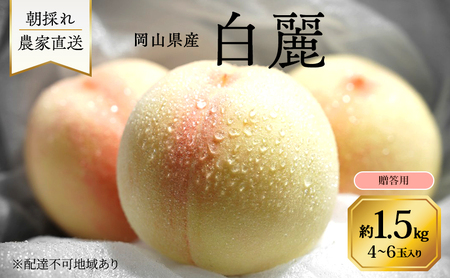 桃 2026年 先行予約 岡山県産 白麗 贈答用 1.5kg(4〜6玉) 朝採れ 農家直送 限定20箱