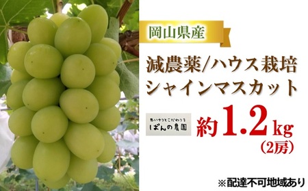 ぶどう 2024年 先行予約 シャイン マスカット 約1.2kg 2房 減農薬／ハウス栽培 ブドウ 葡萄  岡山県産 国産 フルーツ 果物 ギフト ばんの農園