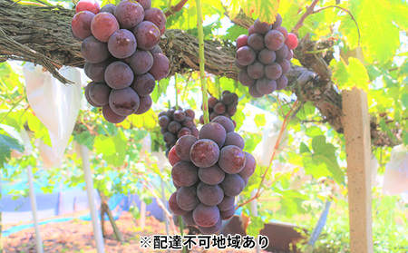 [2025年先行予約][ご家庭用]ぶどう 岡山県産 ニューピオーネ ( 種無し ) 2kg以上(3〜5房) [2025年9月上旬-中旬頃出荷] 葡萄 ブドウ フルーツ 数量限定 岡山 里庄町 果物