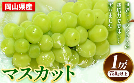 [先行予約] 岡山県産 マスカット 1房 (750g以上) [配送不可地域あり] [7月上旬-8月末頃に出荷予定(土日祝除く)] 岡山県 矢掛町 果物 フルーツ ぶどう 葡萄 送料無料