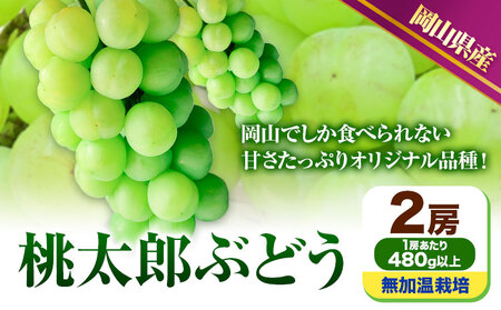 【先行予約】 岡山県産 桃太郎ぶどう  2房 (480g以上) 無加温栽培【配送不可地域あり】 《9月上旬-10月末頃に出荷予定(土日祝除く)》 岡山県 矢掛町 ぶどう 葡萄 果物