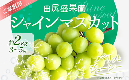 ご家庭用 シャインマスカット2kg(3〜5房)[2025年8月下旬-9月末頃出荷]田尻盛果園 フルーツ 果物 マスカット ぶどう st-p