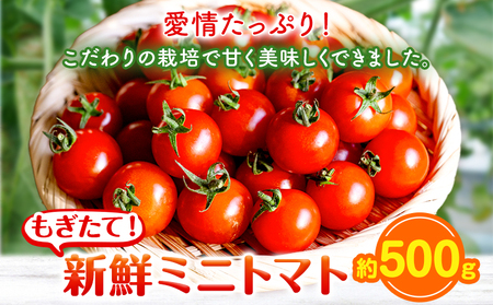ミニトマト 500g 出原農園 [1月上旬-5月末頃出荷] 岡山県 矢掛町 野菜 ミニトマト もぎたて 新鮮 st-p