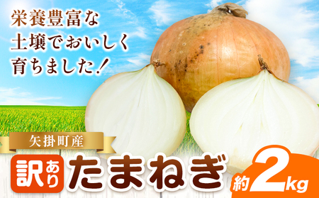 矢掛町産 訳あり 玉ねぎ 約2kg [5月末〜7月中旬頃に出荷予定] 約 2kg 野菜 岡山県 矢掛町 たまねぎ 大きさ不揃い 訳ありたまねぎ