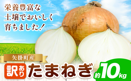 訳あり 玉ねぎ 約10kg [5月末〜7月中旬頃に出荷予定]|玉ねぎ 矢掛町産玉ねぎ 訳あり玉ねぎ おすすめ玉ねぎ
