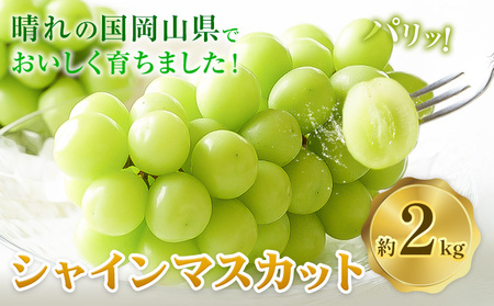 RY VC}XJbg 2kg |Grape Fairiess9{-10oׁtR |  }XJbg ʕ XC[c t[c fU[g