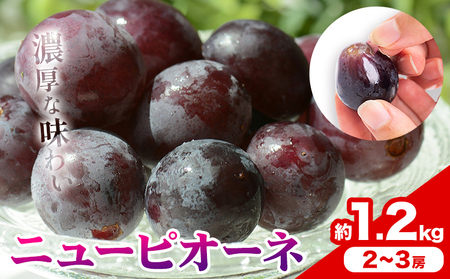 y2026Ns\zƒp RY j[sI[l 1.2kg 2-3[ ̍܊ s2026N9{-10{oׁtR |  Ԃǂ ʕ XC[c t[c fU[gyz