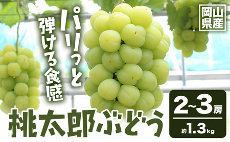 y2026Ns\zRY YԂǂ 1.3kg 2[-3[ ̍܊ s2026N9{-9{oׁtR |  Ԃǂ ʕ XC[c t[c fU[gyzsn