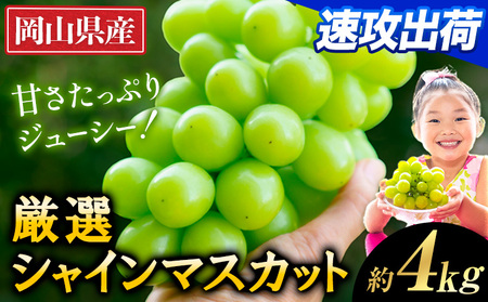 すぐ届く!![スピード速攻出荷! 3~7営業日発送] 厳選 シャインマスカット 約4kg [3~7営業日以内に発送] |ぶどう 岡山 矢掛 果物 フルーツ マスカット