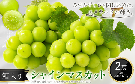 シャインマスカット 箱入り 2房 1房500g〜600g 中嶋ぶどう園[9月上旬-10月下旬頃出荷]