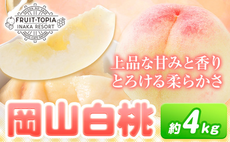先行予約 岡山 白桃 約4kg 水車の里フルーツトピア [7月上旬から8月下旬頃に出荷予定] 岡山 白桃 岡山県 矢掛町 桃 モモ 果物 スイーツ フルーツ デザート 白桃