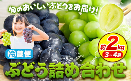 Ԃǂ lߍ킹 2kg(3`4[) s R |  ʕ XC[c t[c fU[g VC}XJbg {s9{-11{oׁt