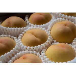 RYuv2kg|2026N7{ȍ~\y1516927z