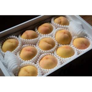 RYuv3kg|2026N7{ȍ~\y1516928z