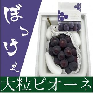 [2026年発送]岡山県産 ぼっけえ大粒ニューピオーネ1房(800g以上) 化粧箱入り [配送不可地域:離島]