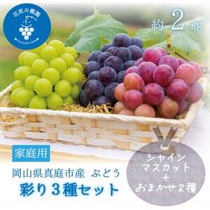 岡山 花笑み農園『彩り3種セット』(シャイン、クイーンニーナ、ピオーネ)(3房)家庭用 3M-2家[配送不可地域:離島]