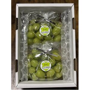 訳アリ家庭用シャインマスカット計1500g糖度18度以上[配送不可地域:離島]