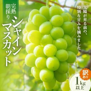 [先行受付/訳あり]岡山県産シャインマスカット約1.0kg(2〜3房)[配送不可地域:離島]