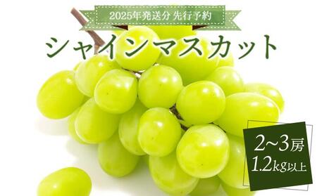 [2025年発送分 先行予約]シャインマスカット 1.2kg以上(2〜3房)
