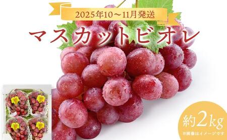＜2025年発送分 先行予約＞10月~11月発送お土産マスカットビオレ2kg箱【029-a010】