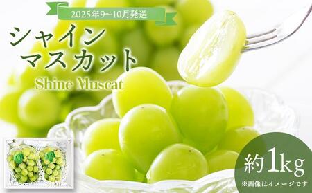 ＜2025年発送分 先行予約＞9月〜10月発送お土産シャインマスカット1kg箱【029-a011】