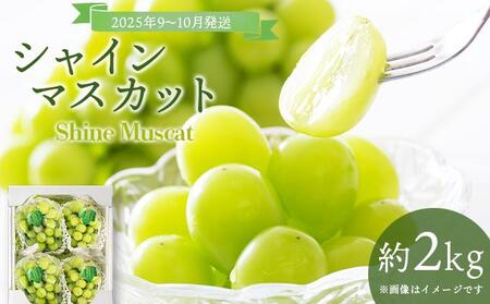 ＜2025年発送分 先行予約＞9月~10月発送お土産シャインマスカット2kg箱【029-a012】