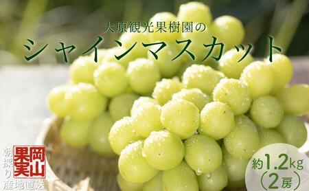 y2025Ns\zm匴όʎnVC}XJbg 2[i1.2kgjm026-a014n