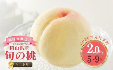 ʌ聄mȂ΂ӂ[ށnRY {̓ 2.0kgi5`9ʁj[Mtgp]y2026Nz039-a004